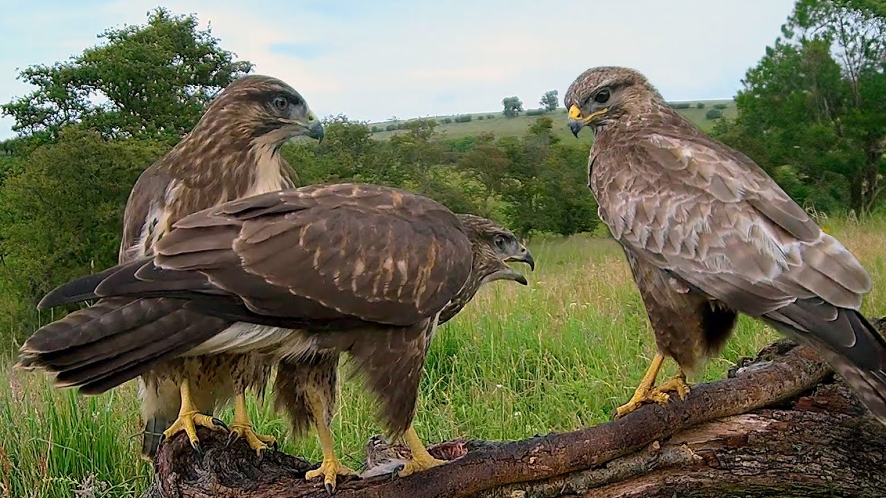Common Buzzard Fledglings Learn to Fend for Themselves | Discover Wildlife | Robert E Fuller