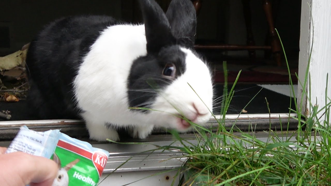 RABBIT GOES OUTSIDE FOR THE FIRST TIME