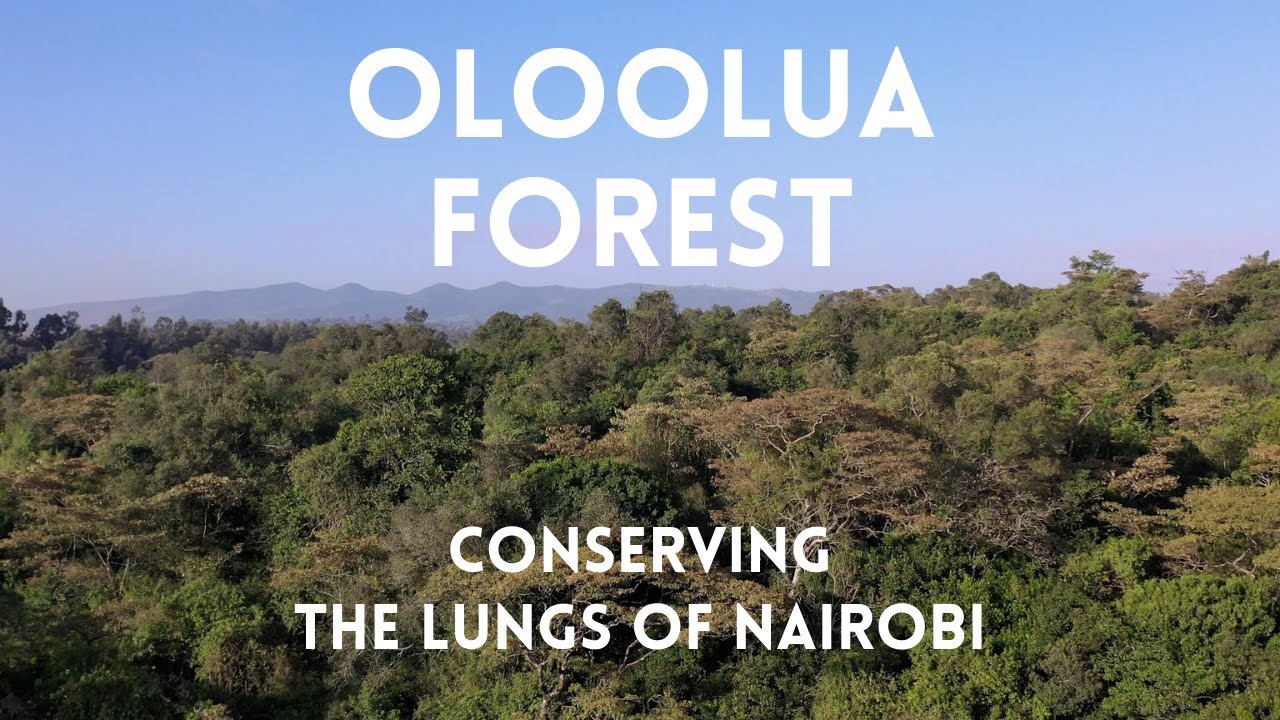 Conserving the Oloolua Forest | Nairobi, Kenya