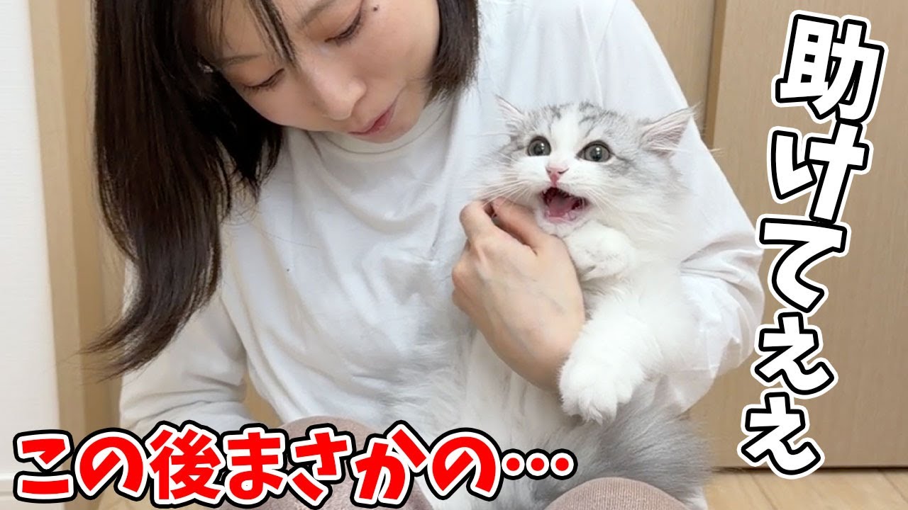 生まれて初めて爪を切られた子猫がまさかのこうなった…w