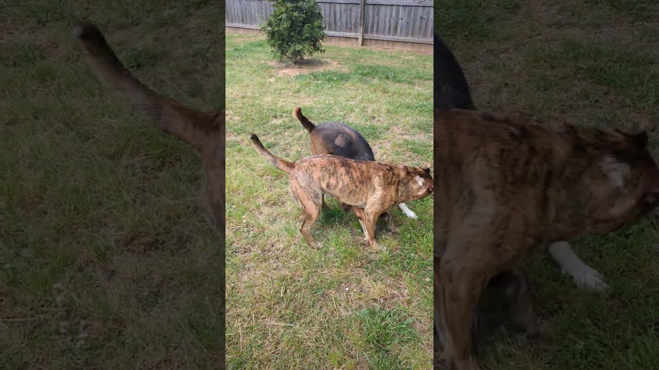3 minutes of dogs playing please like and subscribe