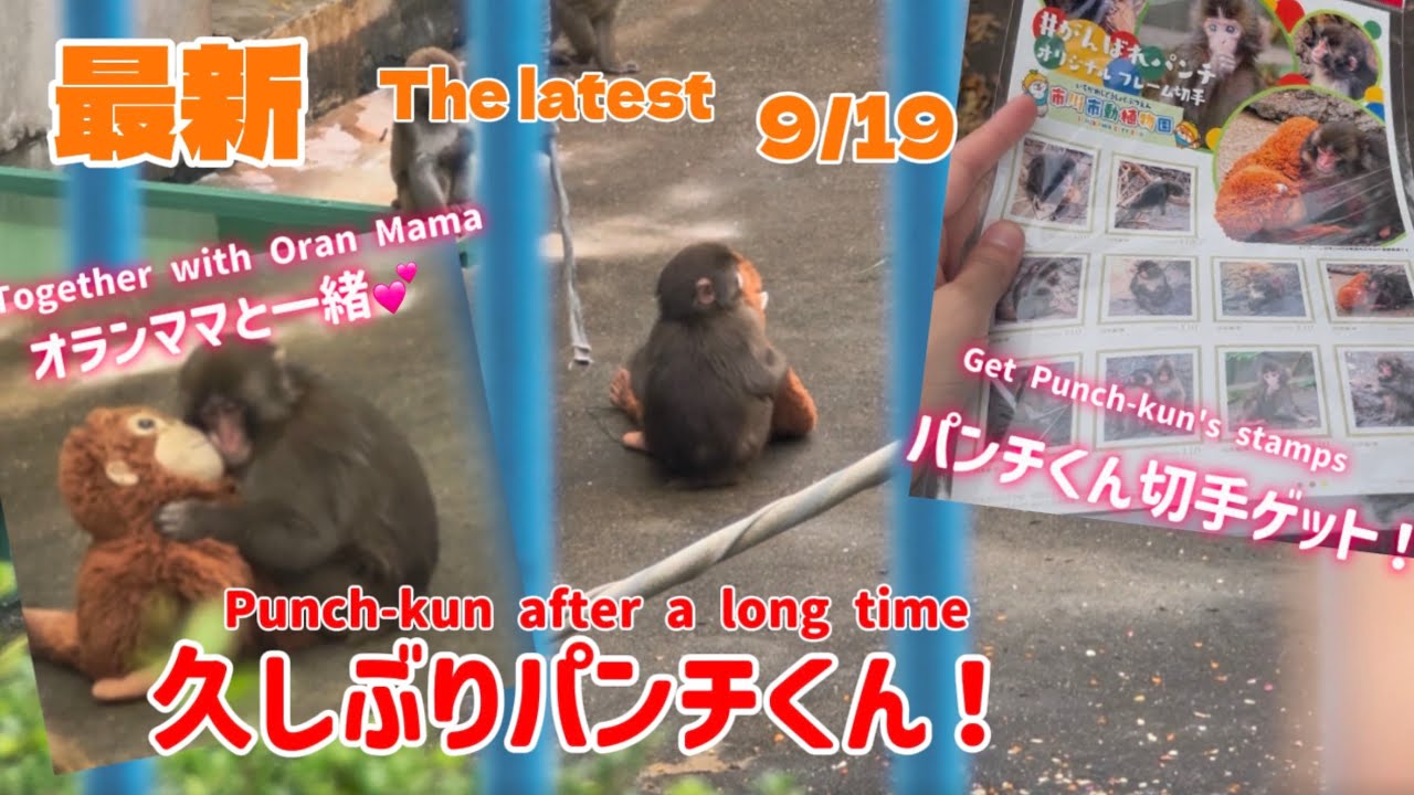 【最新】工事の合間にパンチくんに会いに来た！🐵💛Reunited with Punch-kun! 🐵💛 A Special Visit During Construction