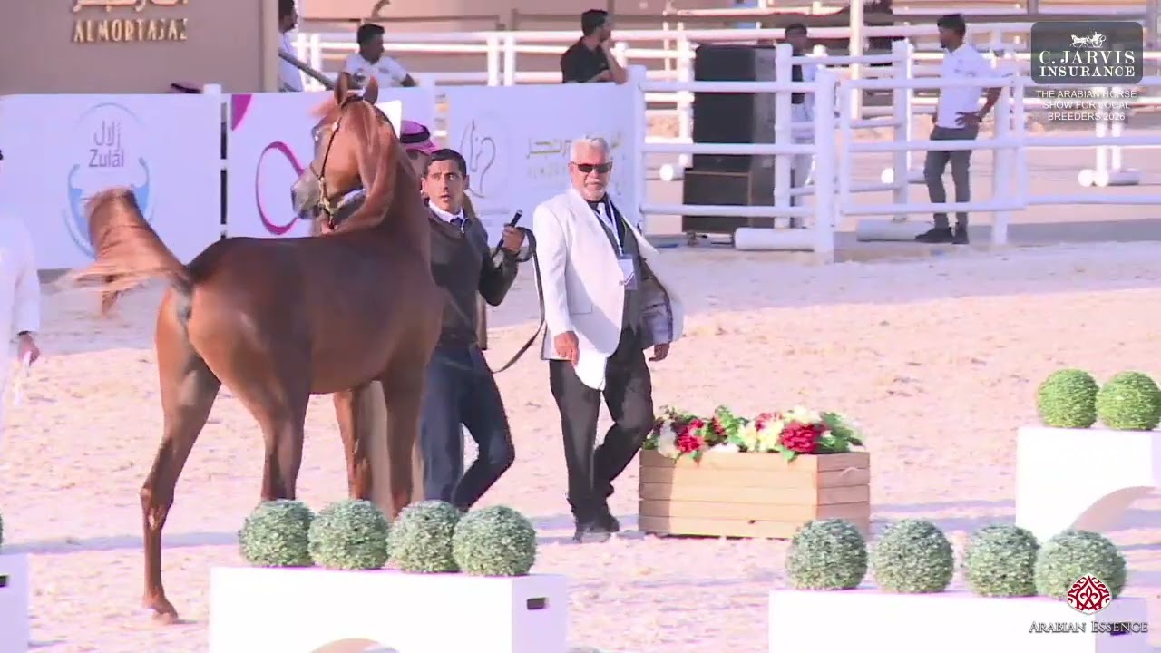 N 151 ARAIN ALNAW   The Arabian Horse Show For Local Breeders 2026   Yearling Colts   Section A Clas