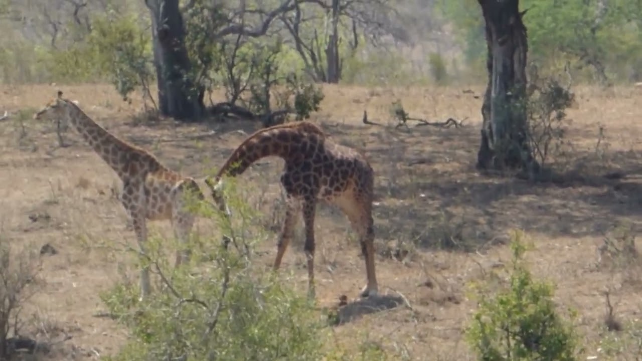 GiraffeSniffingGiraffeFemale