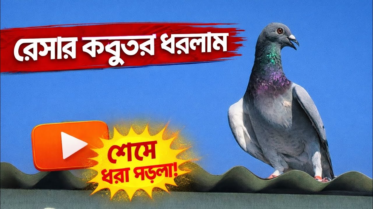 রেসার কবুতর ধরলাম | racing pigeon | 