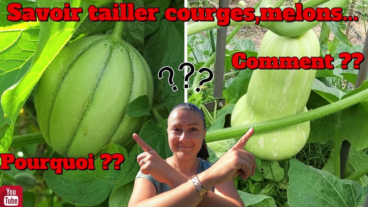 Savoir tailler ses courges, melons ... 🤔