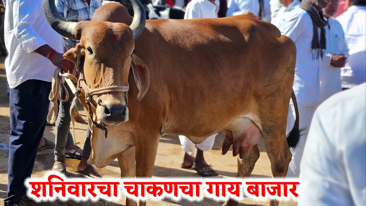 शनिवारचा चाकणचा गाय बाजार,,दि-‌28/02/2026…Chakan cow Bajar..चाकणचा गाय बाजार...#Chakan