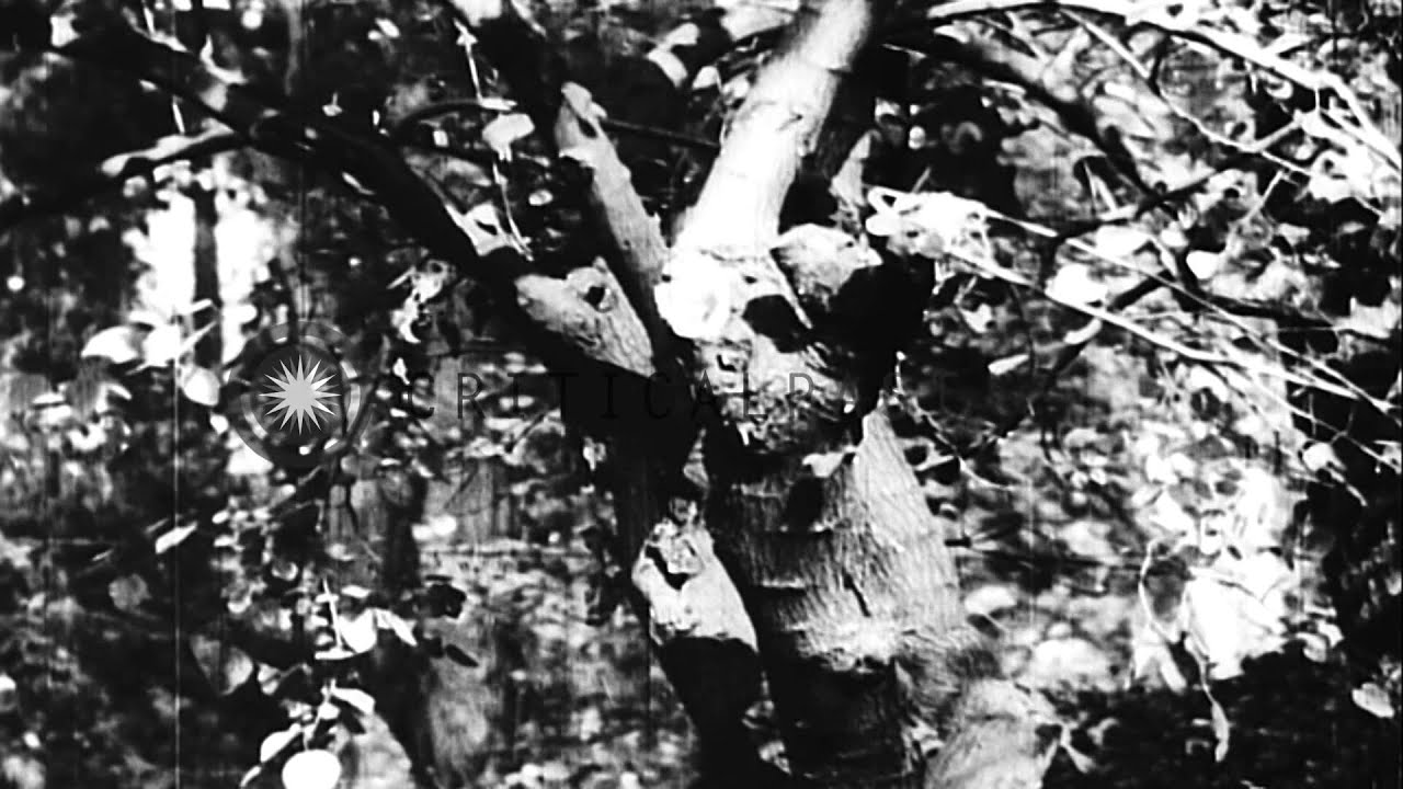 Sites of mob attacks and lynchings in San Jose, California, and St.Joseph, Missou...HD Stock Footage