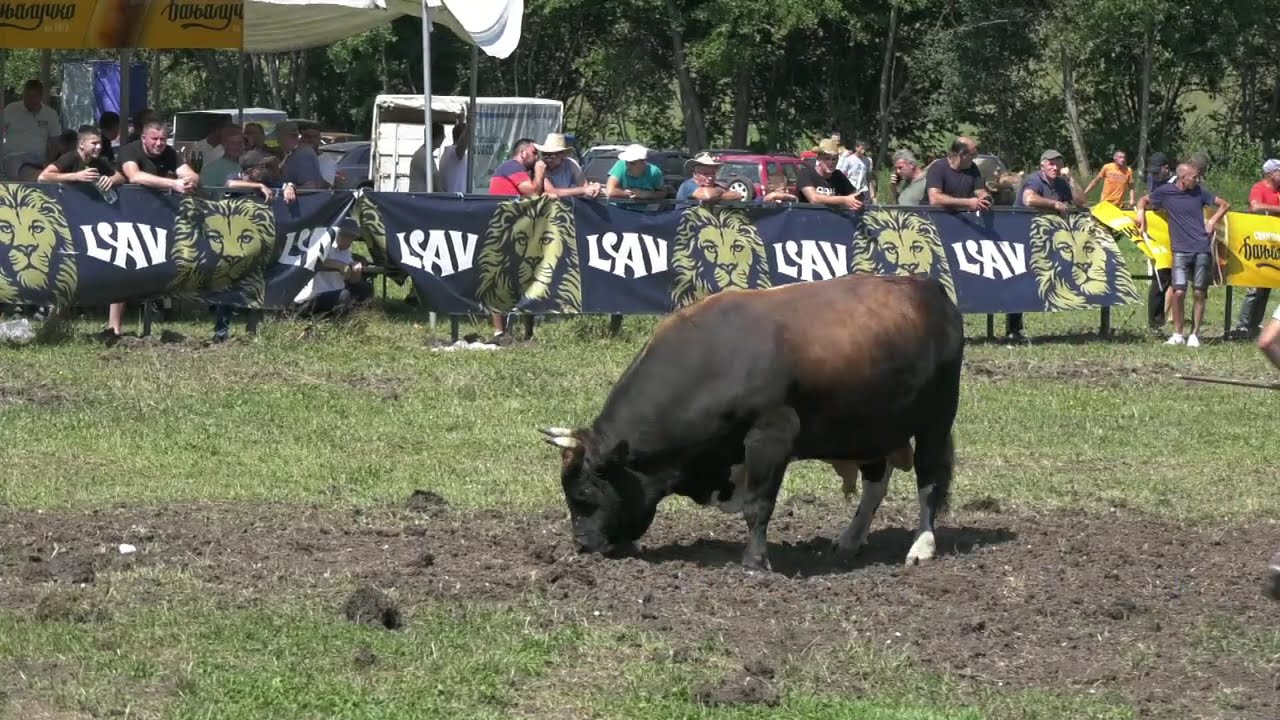 - LJEPOTA MLAĐE ŠKRBIĆA I PERONJA SINIŠE MANDIĆA, LISKOVICA 2024 KOD DUMANA