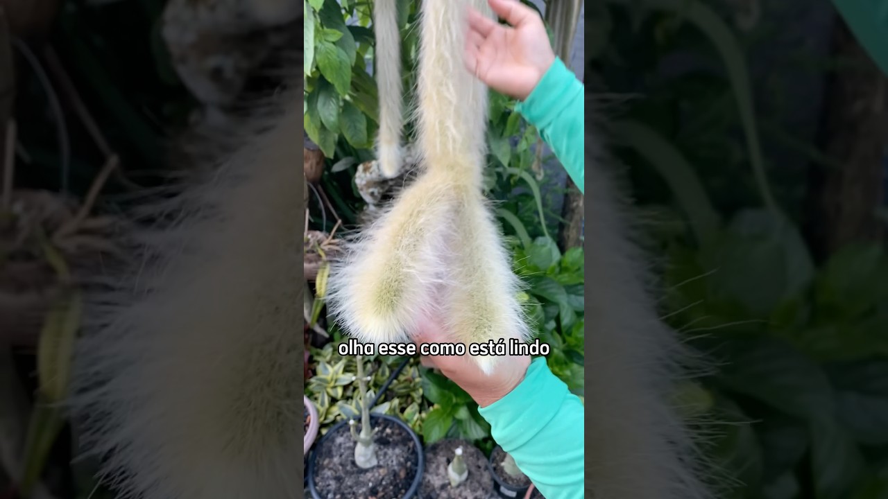 SEGREDO PARA CACTO RABO DE MACACO #suculentas #plantas #rosadodeserto #quintal
