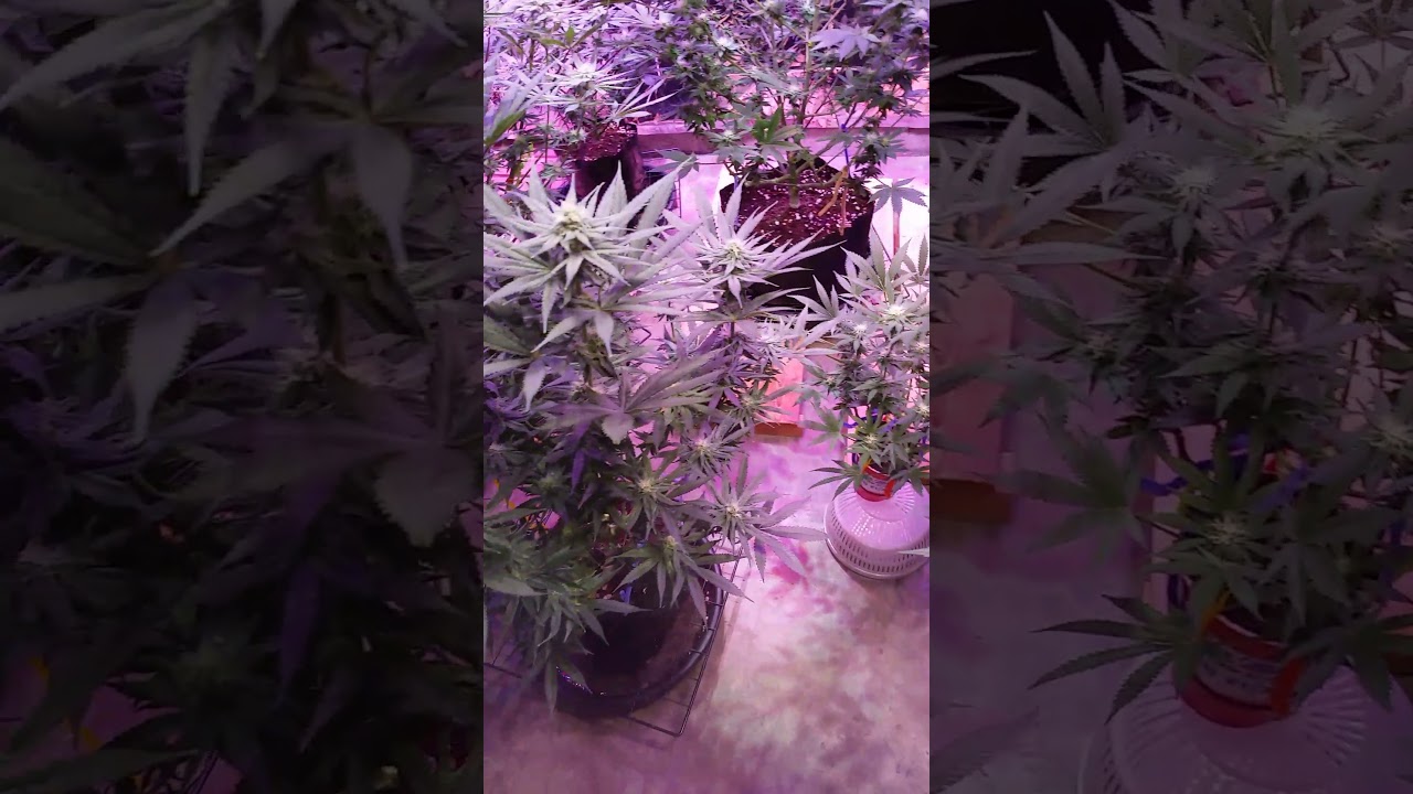 Kush and skunk  #bcgoldenskunk , #superogkush