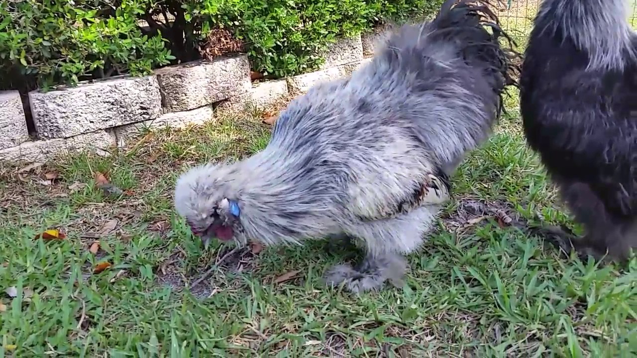 Silkie Sultan Crossbreeds