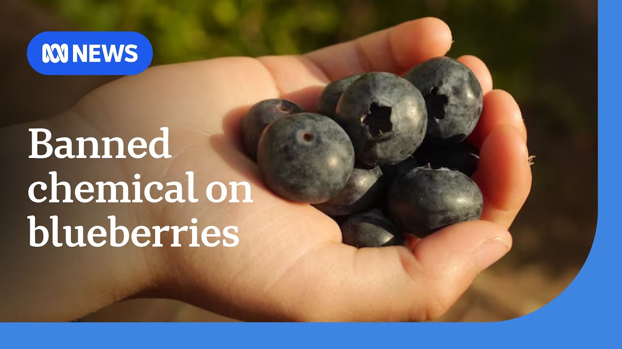 Banned chemical found in fresh berries sold at NSW supermarkets | ABC NEWS