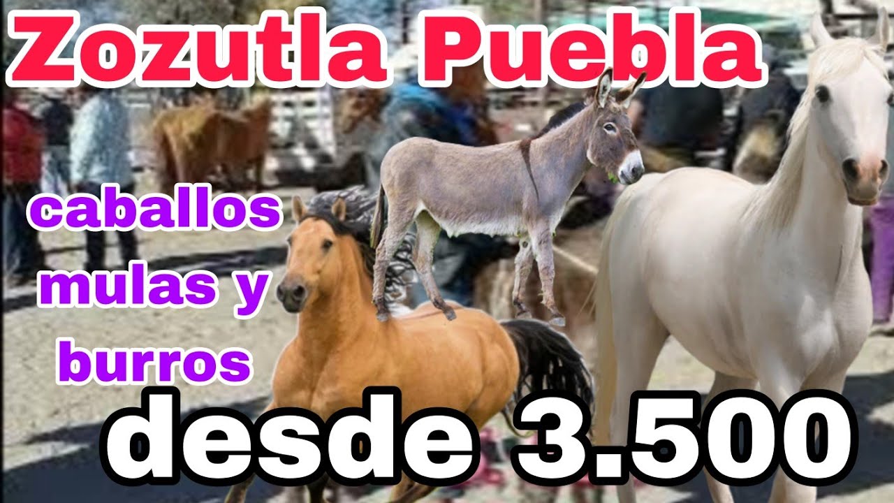 ZOZUTLA  PUEBLA - caballos -mulas - burros y mas -plaza ganadera o mercado de animales