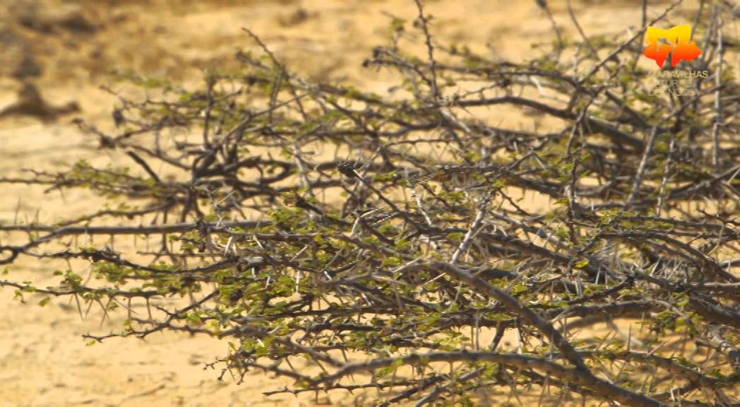 Deserto do Namibe