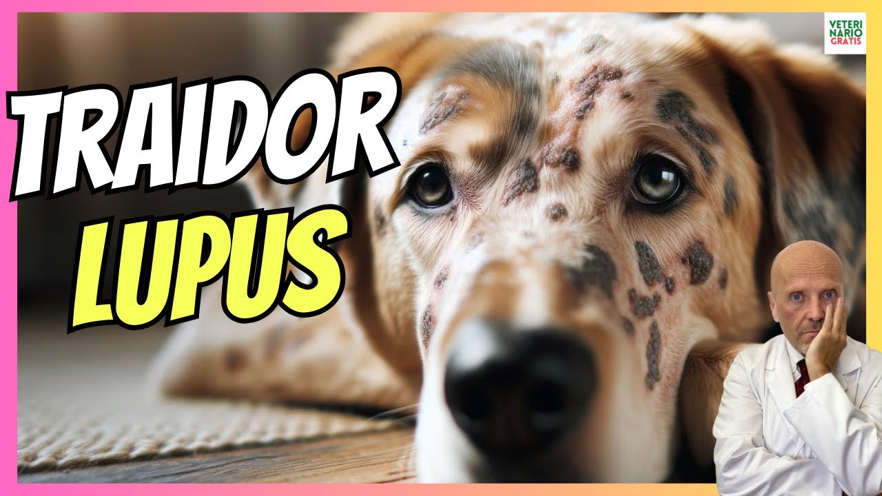 🔴 LUPUS, LA ENFERMEDAD MÁS TRAIDORA EN LOS PERROS 🔴