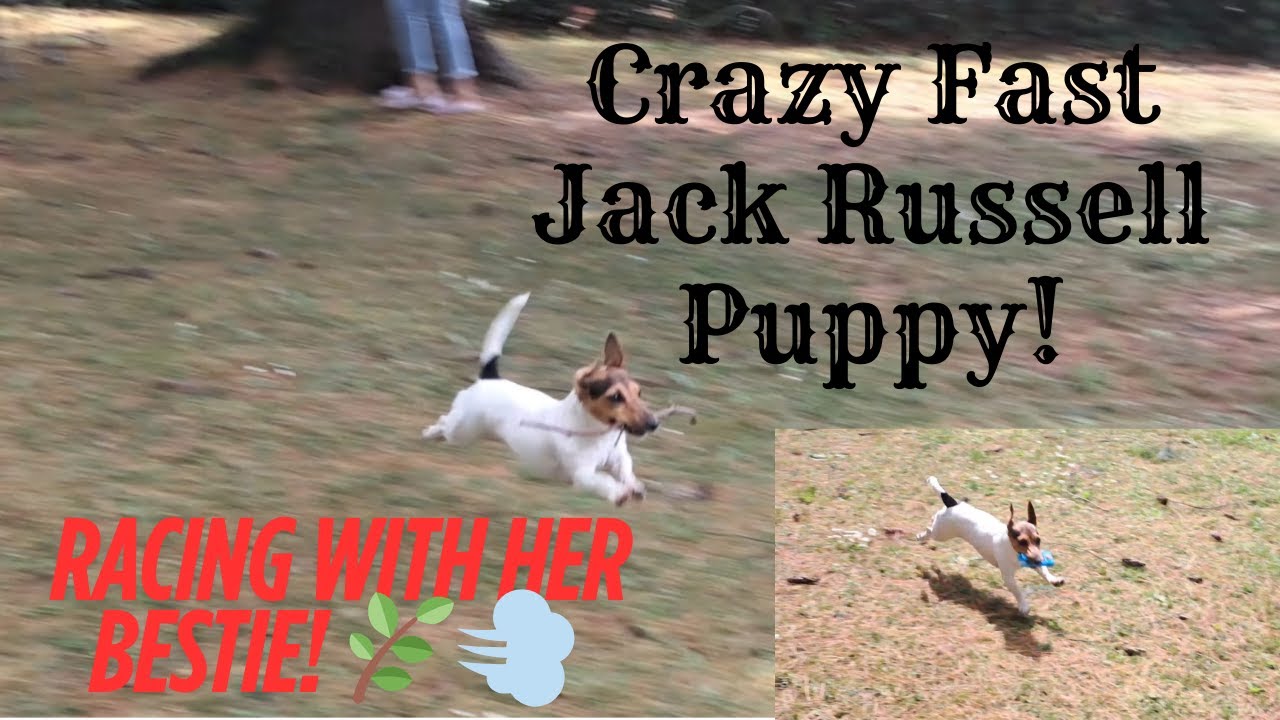 Jack Russell Puppy Goes Full Zoomies With Her Best Friend!