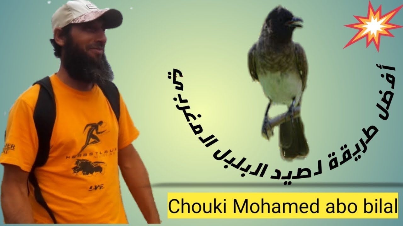 أفضل طريقة لصيد البلبل المغربي