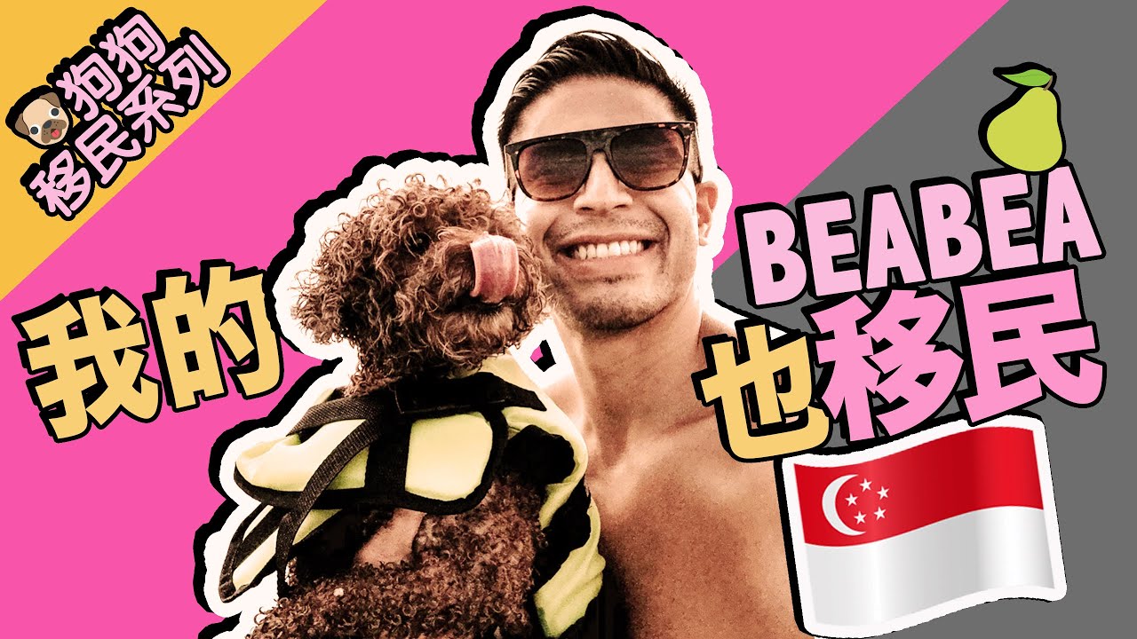 大隻仔｜我的狗狗也移民❤️｜Shipping my poodle dog by Singapore Airlines｜PET TRAVEL