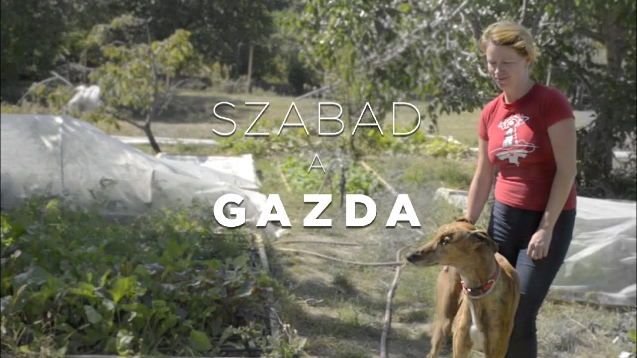 Nekem a Bálint gazda is érthetetlen volt | Szabad a gazda | VS.hu