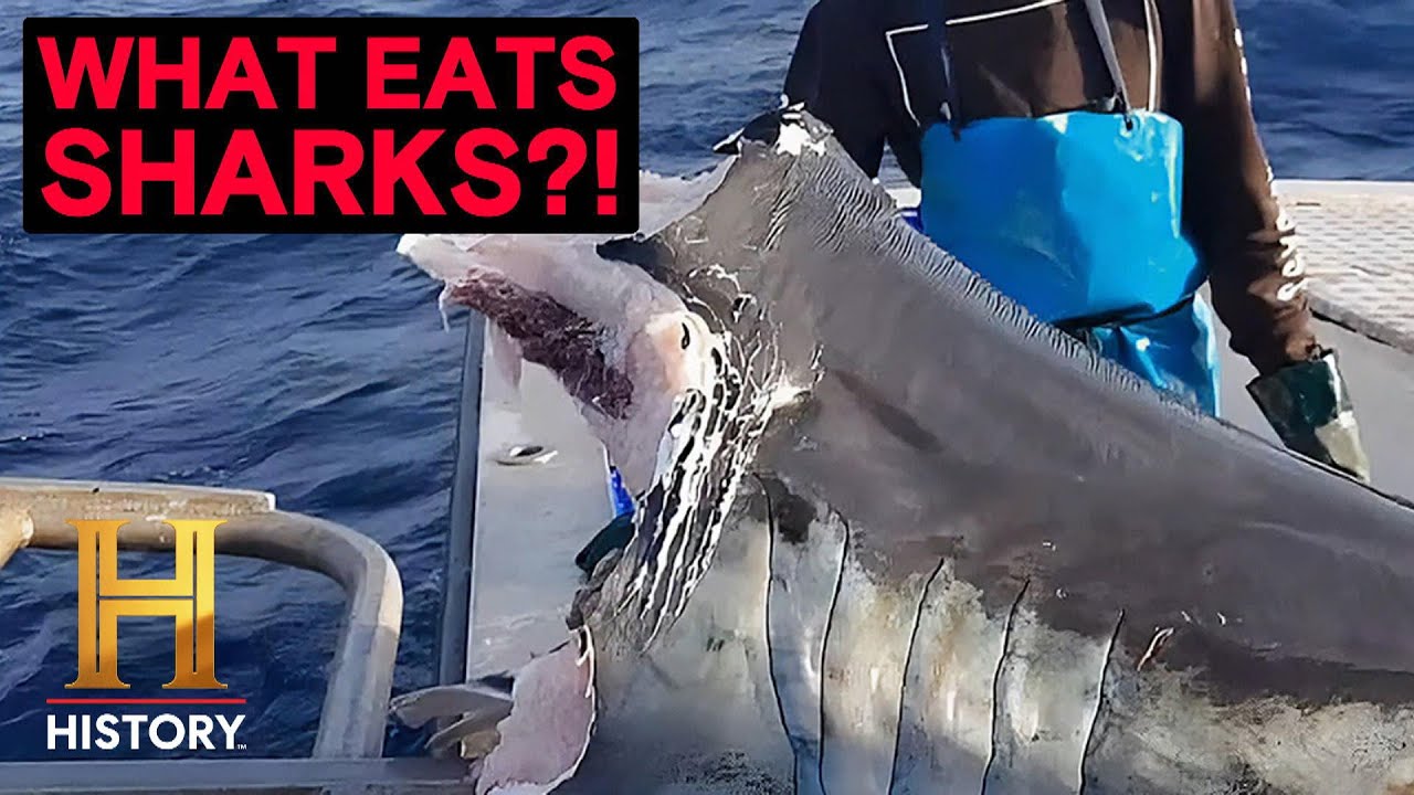 The UnXplained: Deep Sea Monster Bites Shark in Half! (Season 6) | History