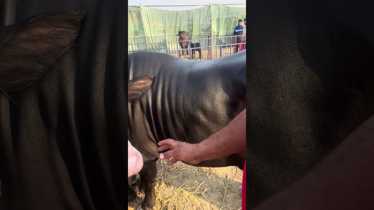  Laddi Daulewal di 4 dand jhoti ne bigg buffaloes chon 4 number laike kotra kalan mele te mari bazi