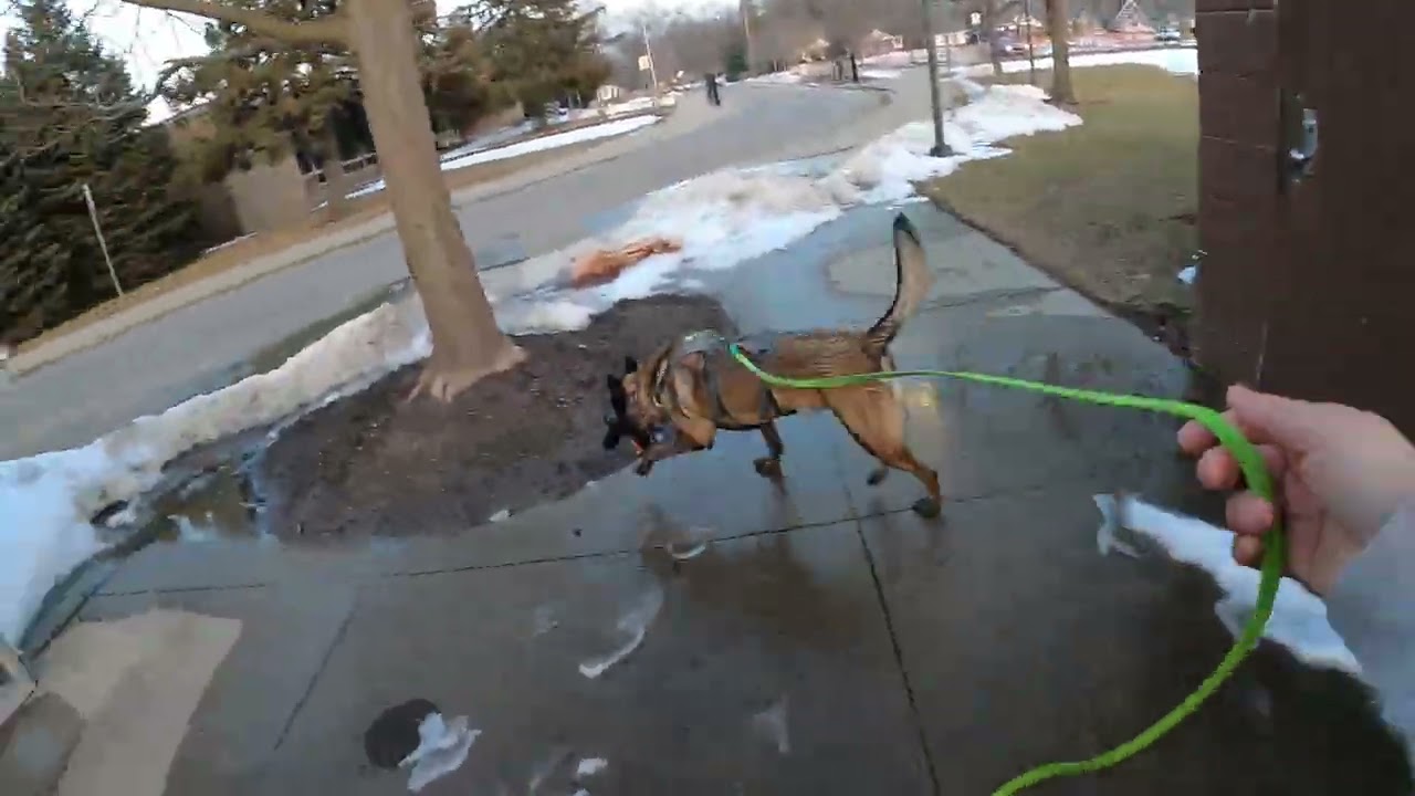 Buddy - Two Single Hide Searches with Toy Reinforcement (Marker Discrimination @ 4:22)