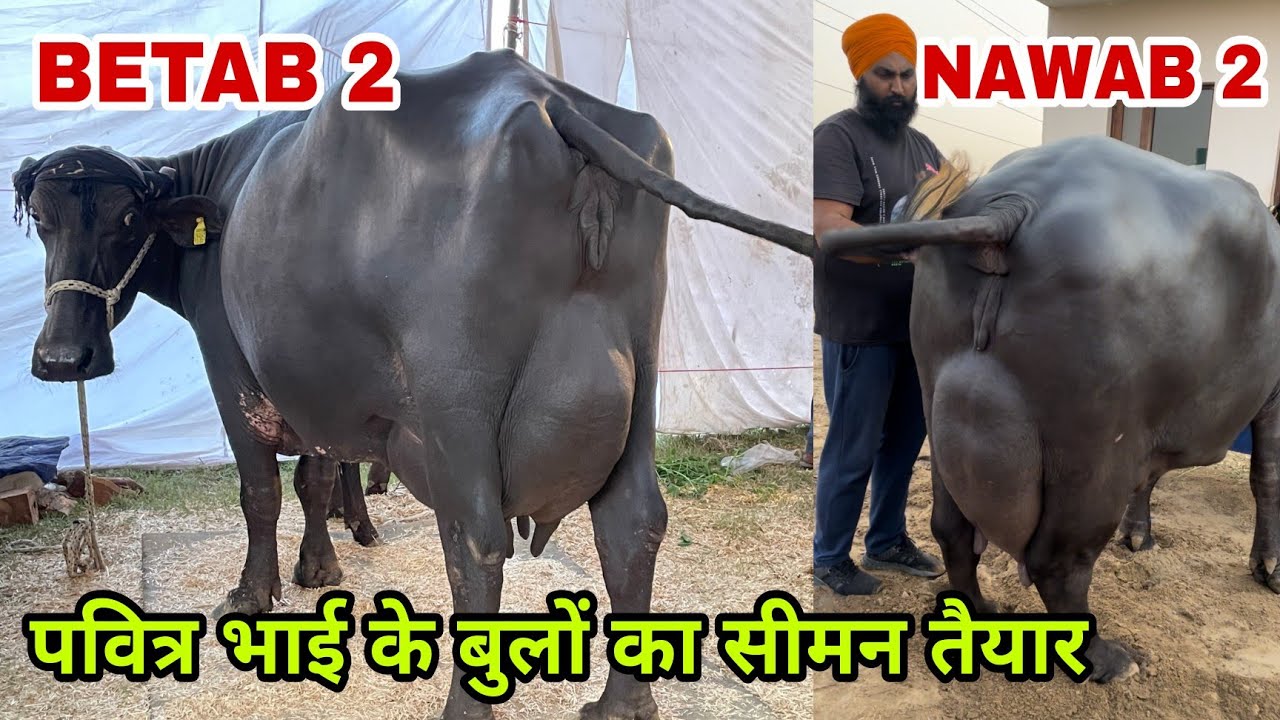पवित्र भाई के शानदार बुलों का सीमन तैयार Best Bloodline Bull Semen Available at Saraswati Dairy Farm