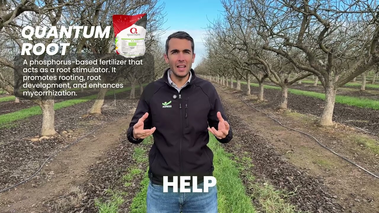 How to enhance your rooting system with Quantum Root 🟢 Pistachio trees in California