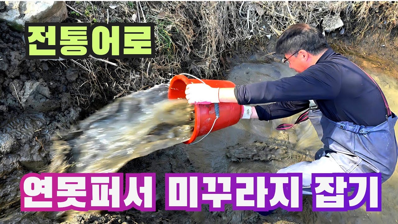 연못퍼서 미꾸라지 잡기(전통어로)