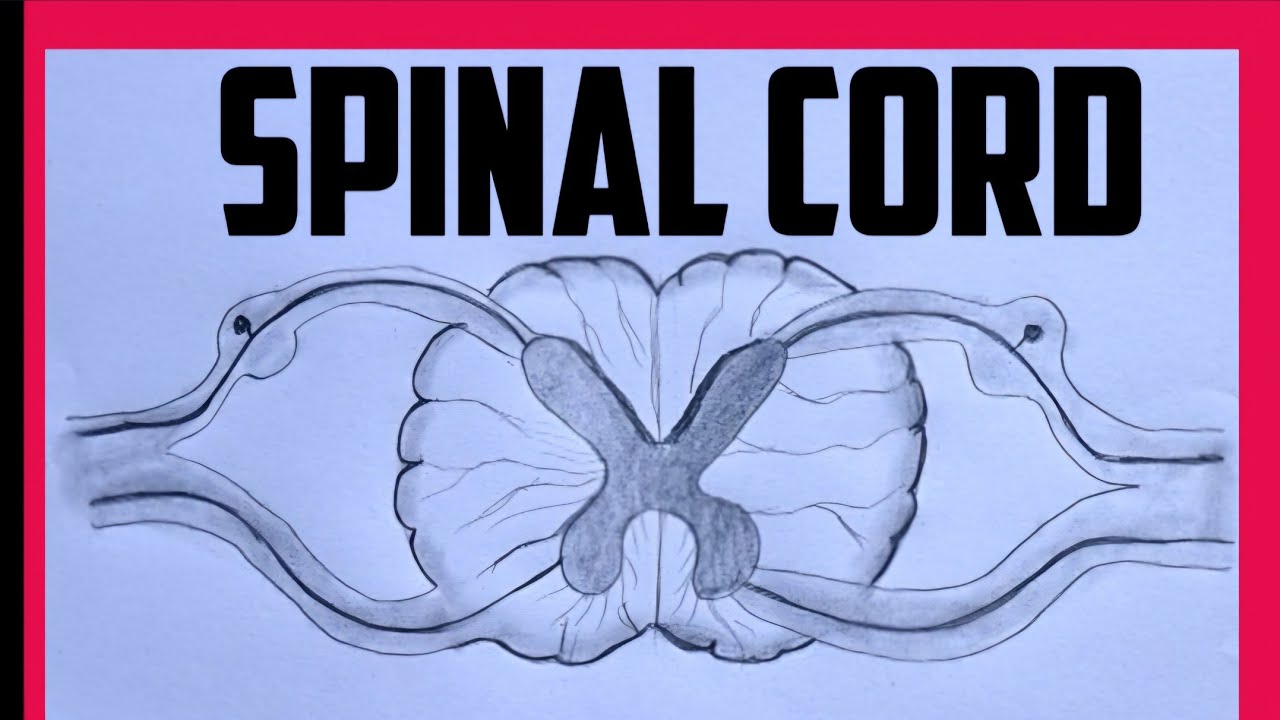 How to draw  structure of spinal cord easily / spinal cord diagram # class 10 acience diagram