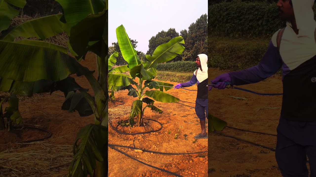Nativo fungicide Spraying in Banana G9 @ gm /l #nati #agriequipments #cropcare
