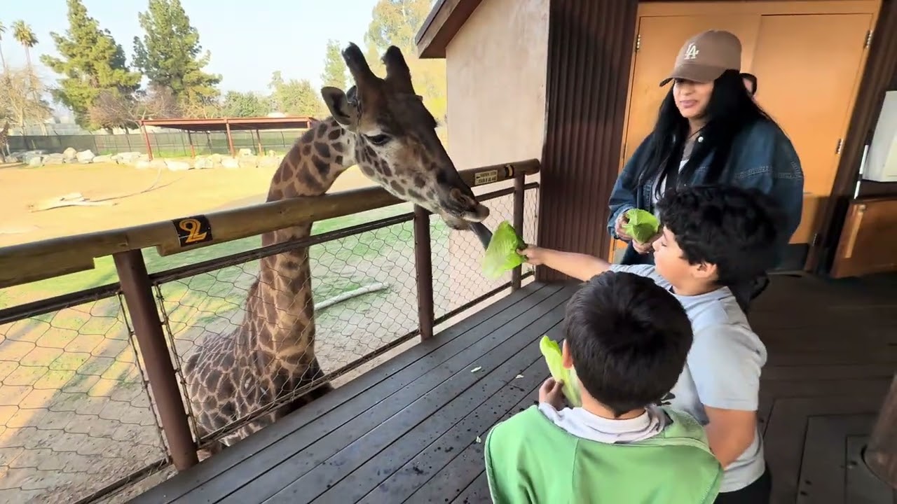 Boyer Grandkids at the Zoo