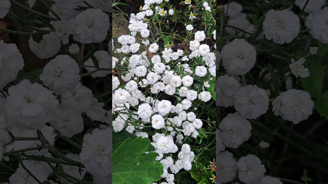 Sneezewort in Bloom #achille #sneezewort #shorts