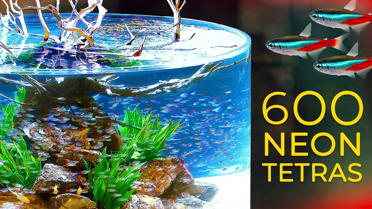 600 Neon Tetras— CRAZY Schooling Behavior!!!