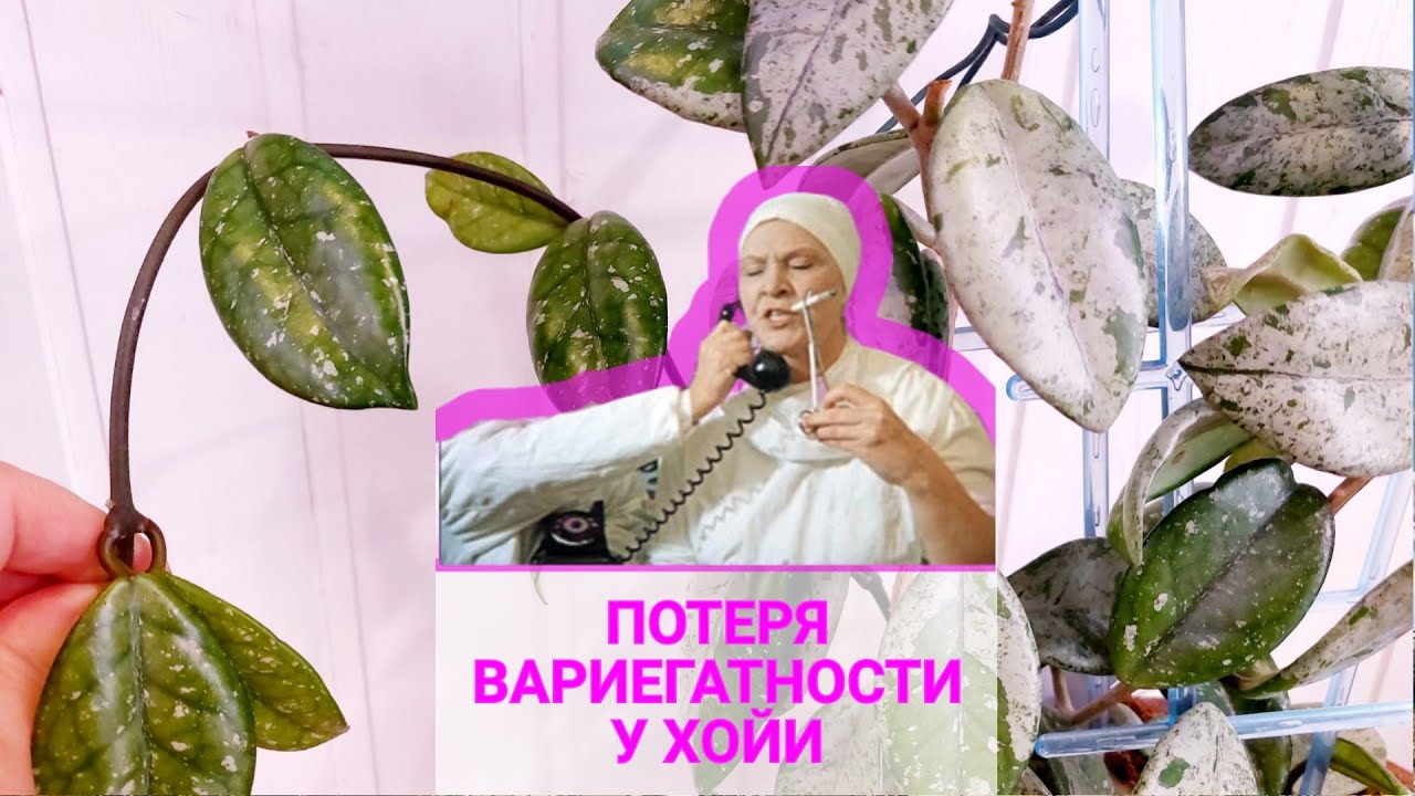 Потеря вариегатности у хойи, или «резать к чёртовой матери». Хойя вилбур грейвз Wilbur Graves