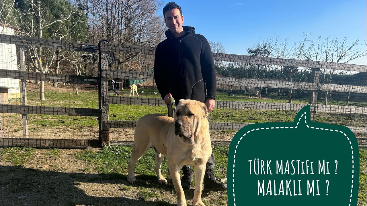 Malaklı mı ? Türk Mastiffi mi ?  Trex in tanıtımı ve Kangalımız Kılıcı kaybettik :(