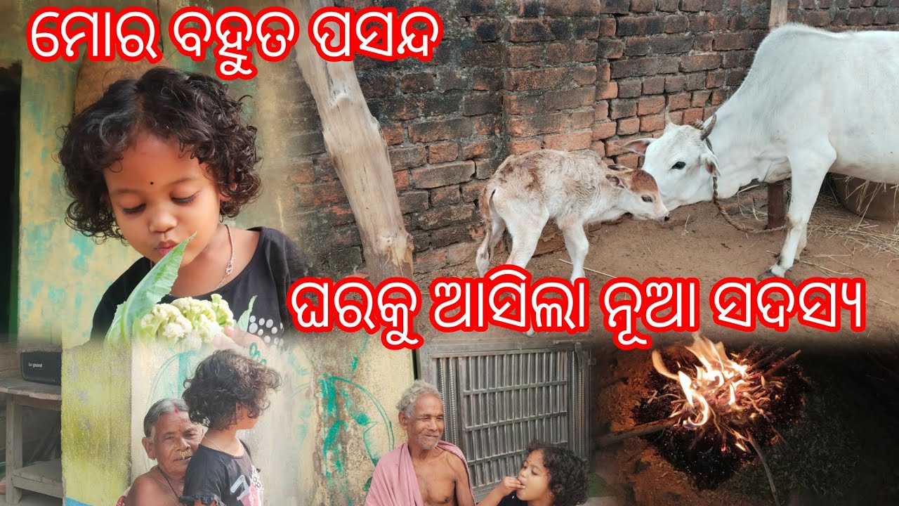 ଘରକୁ ଆସିଲା ନୂଆ ସଦସ୍ୟ🥰🤗mummy happy birthday କରିବା😂#priyankasahoi96924#dailyvlog#lifestyle#vlogging