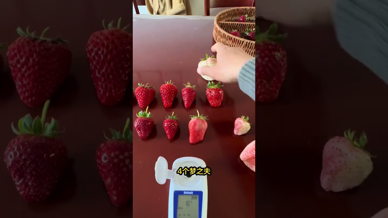 I tested over a dozen strawberry varieties I grew to see which one was the sweetest and wh