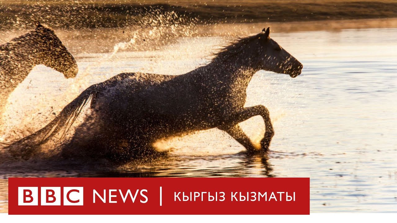 Жылкынын күлүгүн туулганда эле билүүнүн сыры - BBC Kyrgyz