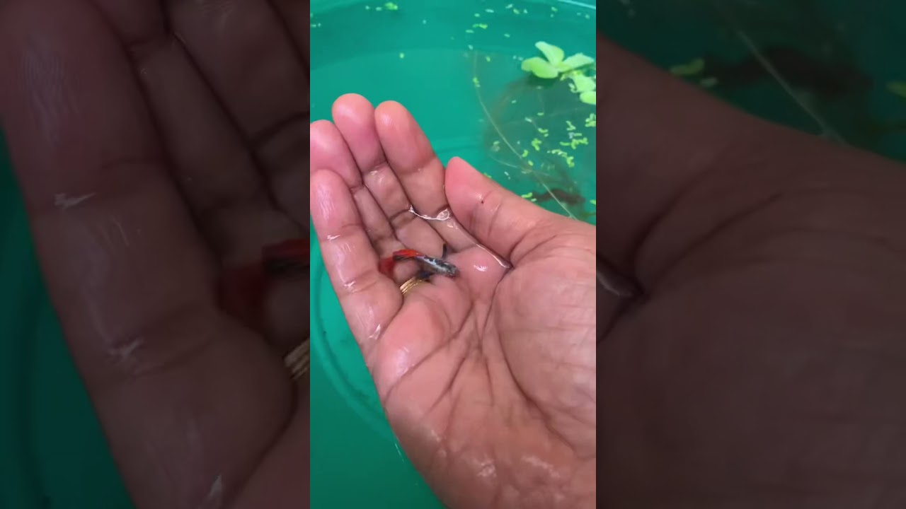 New fish | guppy | platinum red big ear |