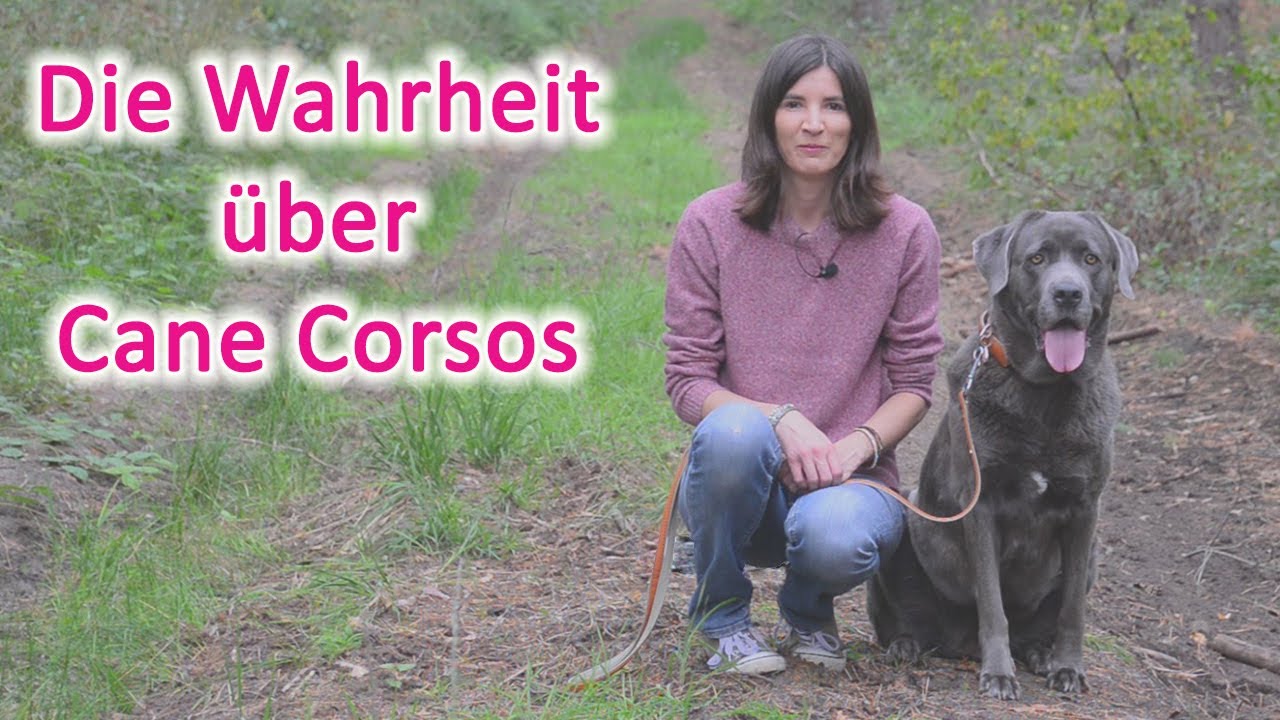 Die Wahrheit über den CANE CORSO ITALIANO ♥ meine Erfahrungen
