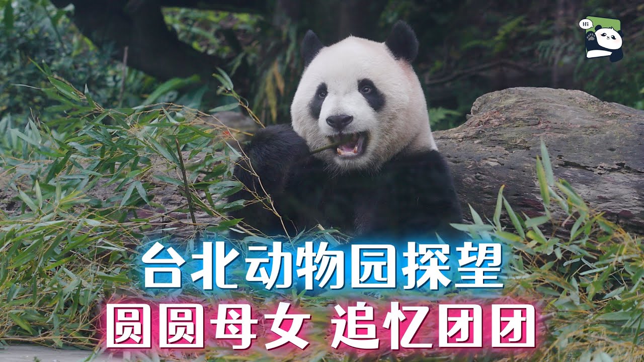 台北动物园熊猫探访记，圆圆圆仔圆宝生活安好，追忆可爱团团