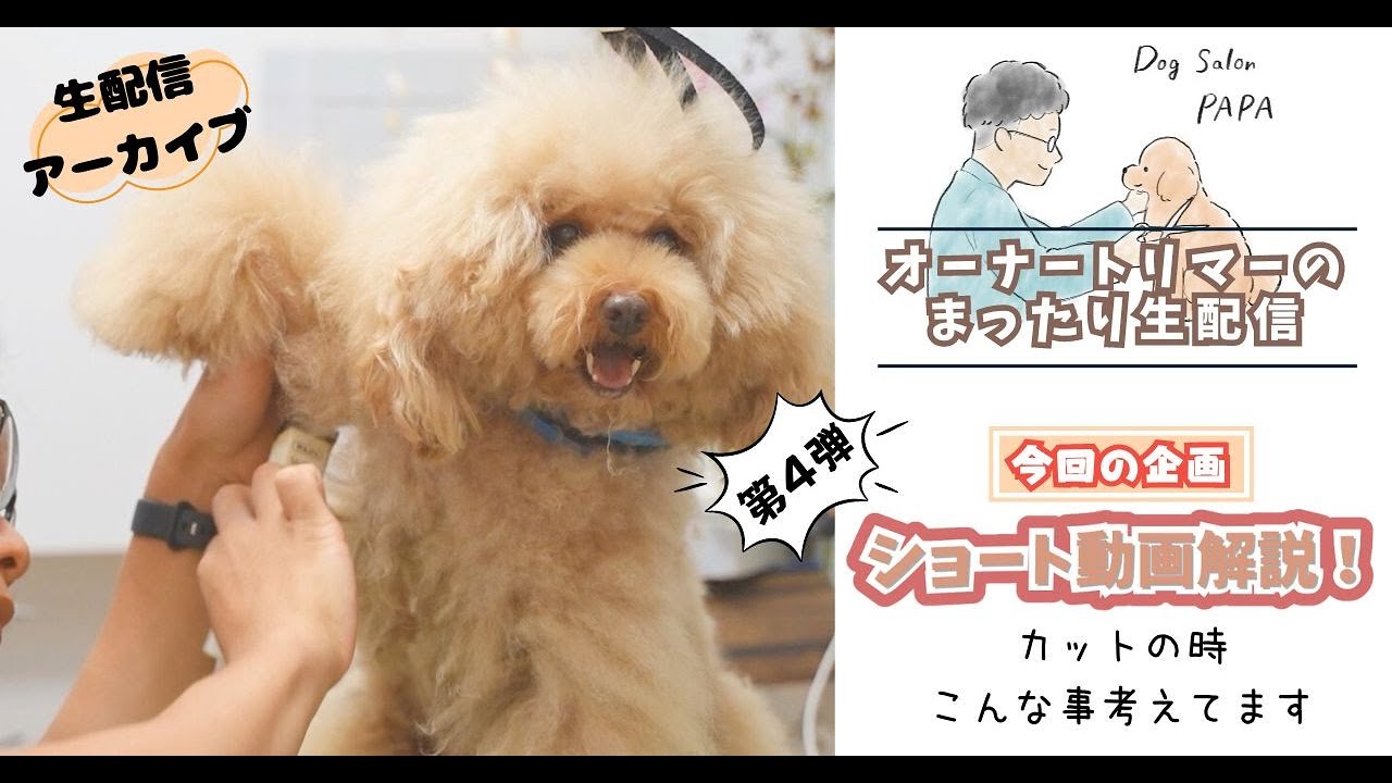【動画解説第４弾】カット中のトリマーの考えていることを解説していく！オーナートリマーによるまったり生配信⭐️ 　#66