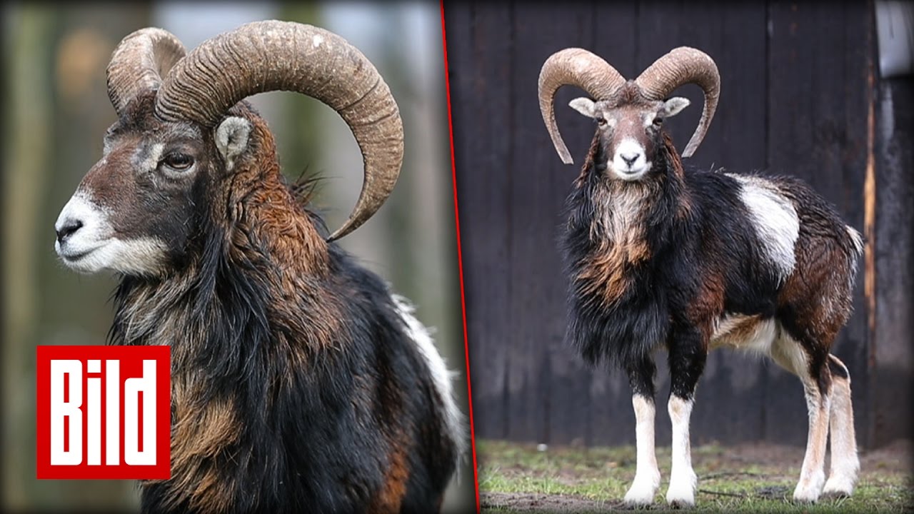 Ein Mufflon steht im Garten - Hermann nervt