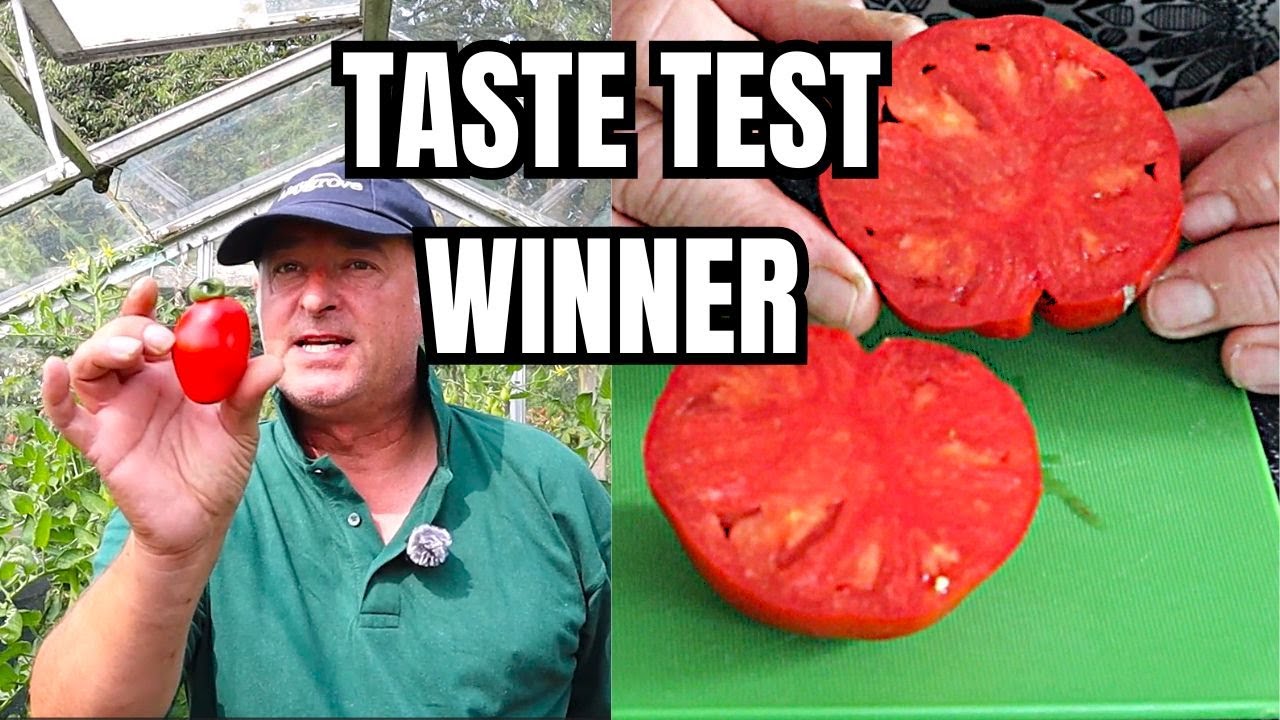 The Ultimate Tomato Taste Test Showdown: Heirloom vs Hybrid! || Tomato Taste Test Video 2024