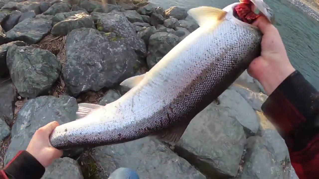 Steelhead #7 Chilliwack River / Vedder River BC - hookset 2:11 - 2023/2024 Season