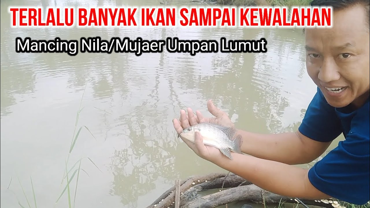 Mancing Ikan Nila yang Dalam Masa Pertumbuhan,, Umpan Lumut dan Cacing