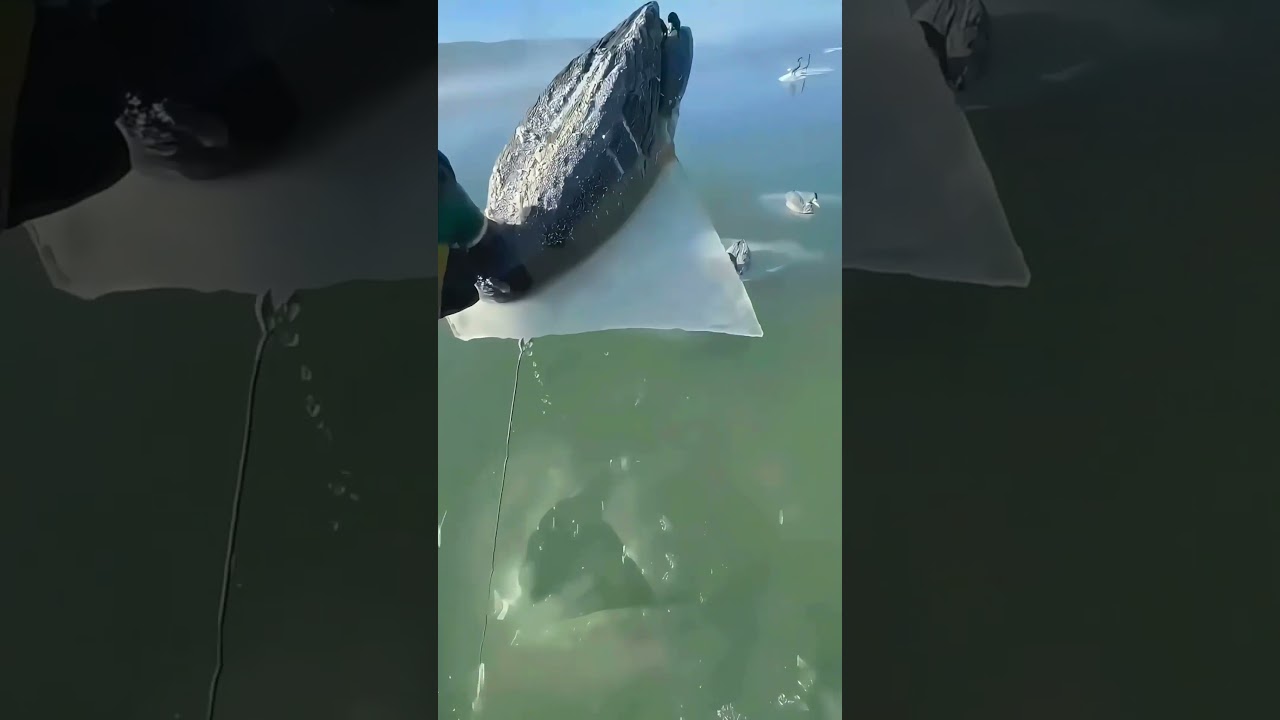 Animals Frozen in Antarctica! 🥶😱