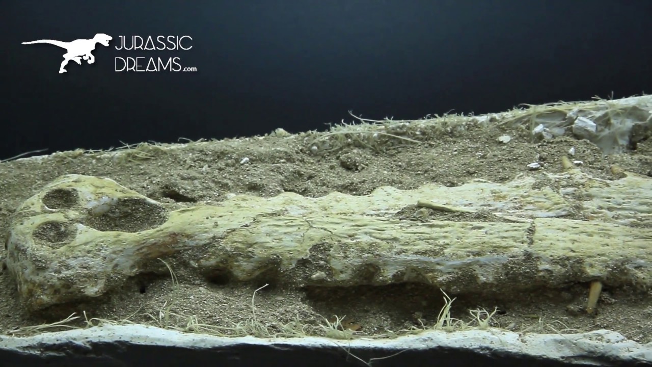S6000 - Dyrosaurus phosphaticus Skull in natural Matrix Jurassic Dreams